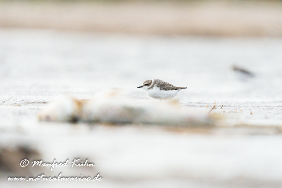 Seeregenpfeiffer ()_0049