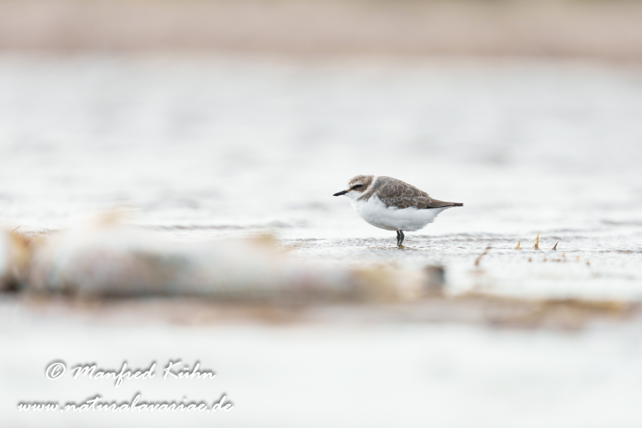 Seeregenpfeiffer ()_0050