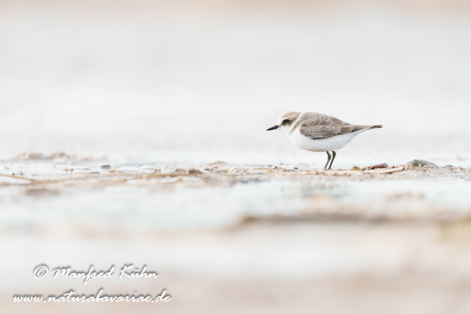 Seeregenpfeiffer ()_0057