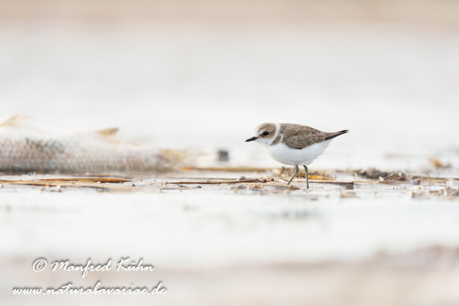 Seeregenpfeiffer ()_0058