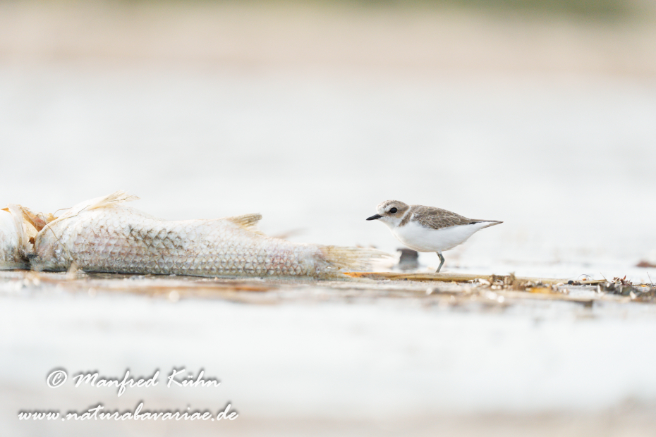 Seeregenpfeiffer ()_0060