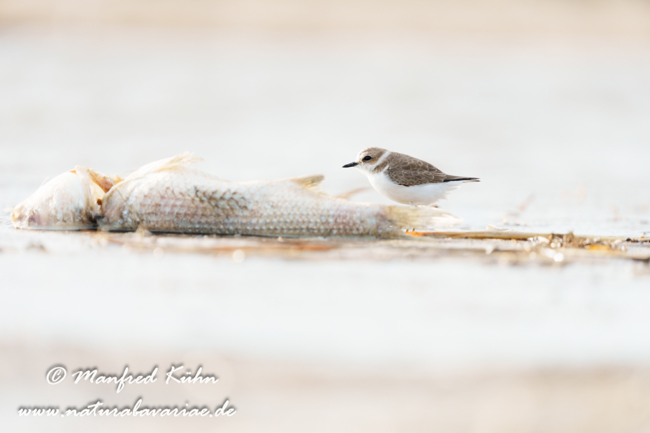 Seeregenpfeiffer ()_0065