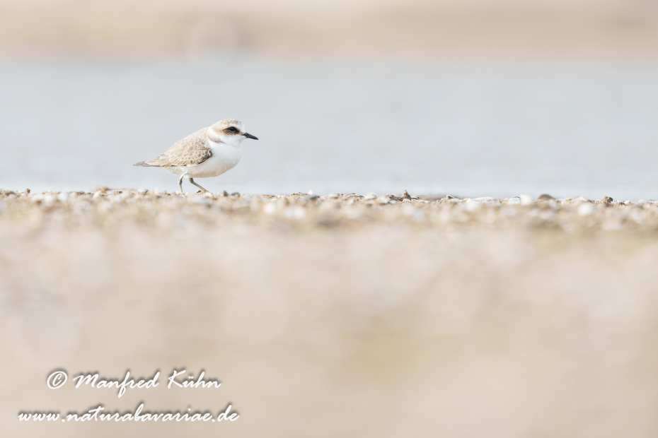 Seeregenpfeiffer ()_0066