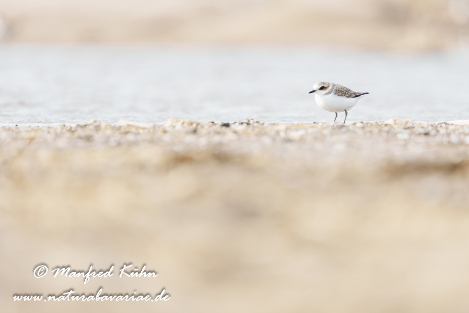 Seeregenpfeiffer ()_0069