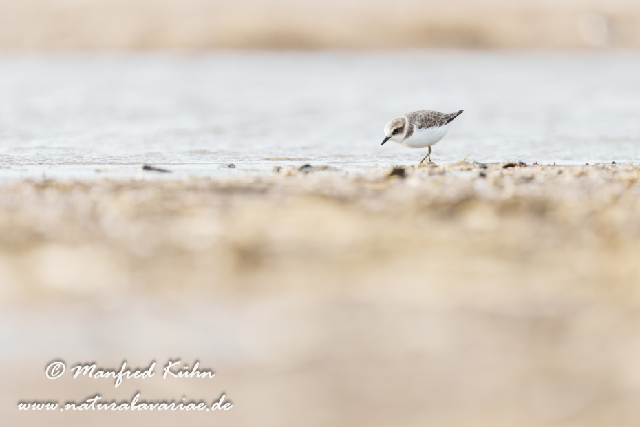 Seeregenpfeiffer ()_0071