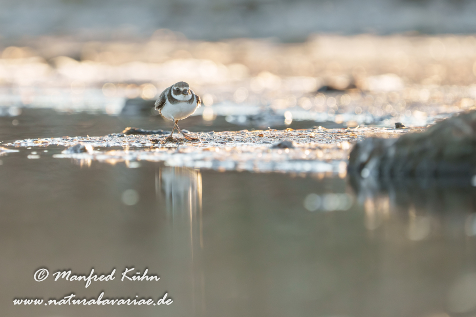 Sandregenpfeiffer ()_0040