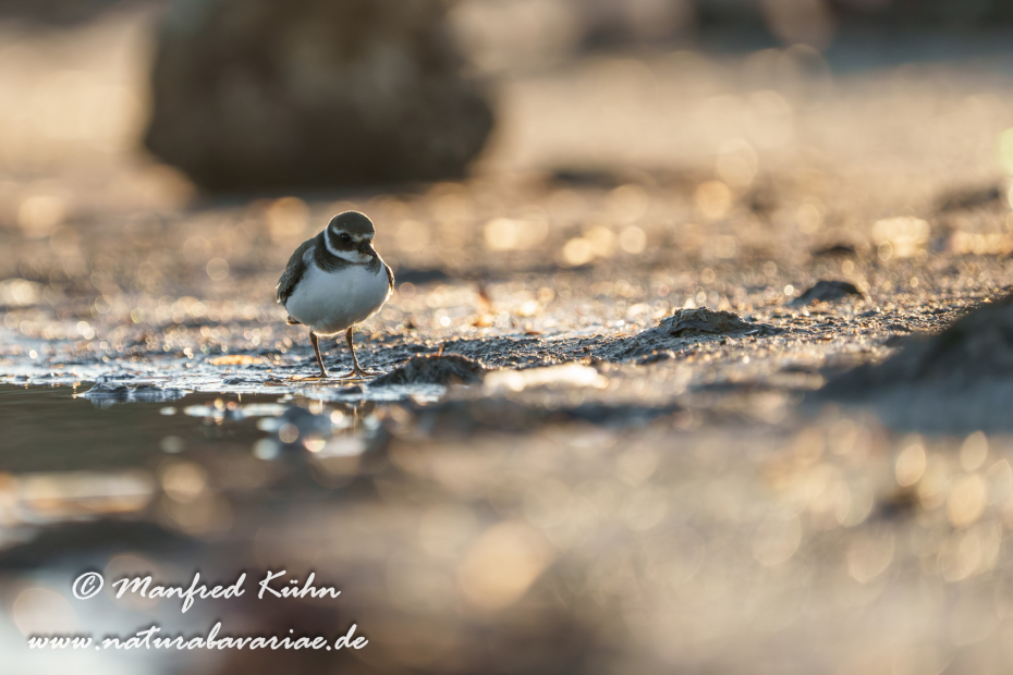 Sandregenpfeiffer ()_0043