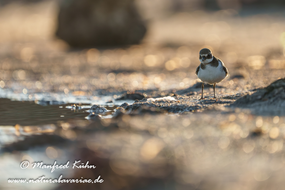 Sandregenpfeiffer ()_0044