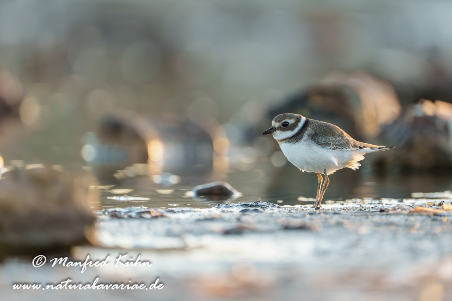 Sandregenpfeiffer ()_0048