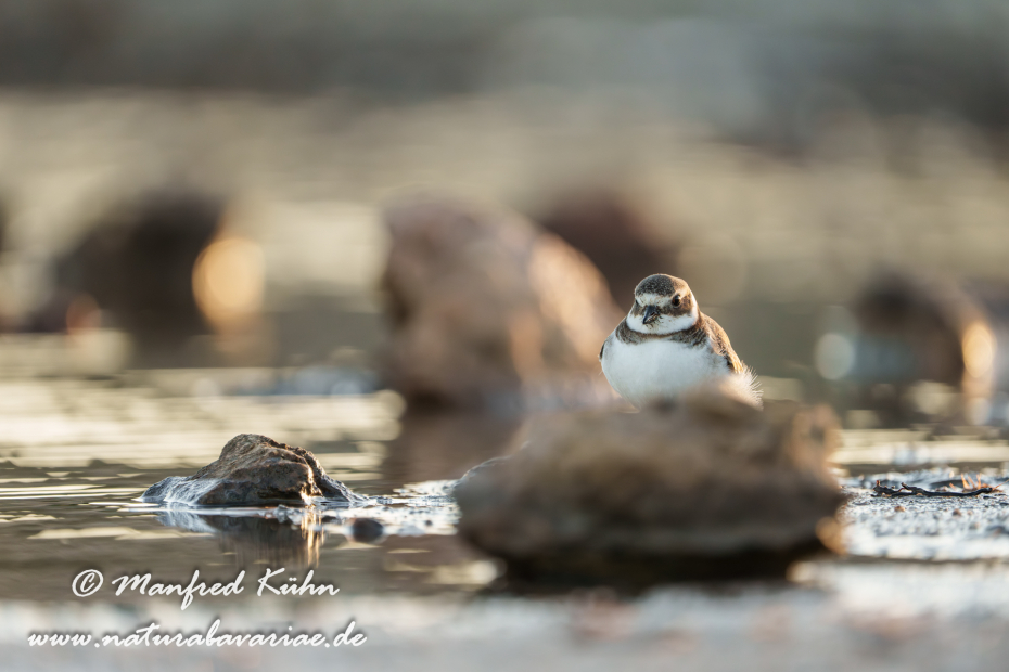 Sandregenpfeiffer ()_0050