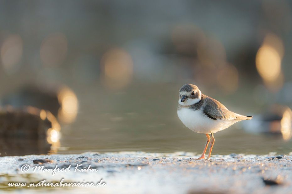 Sandregenpfeiffer ()_0057