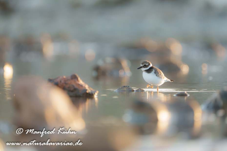 Sandregenpfeiffer ()_0061