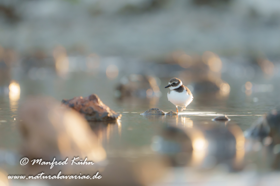 Sandregenpfeiffer ()_0062