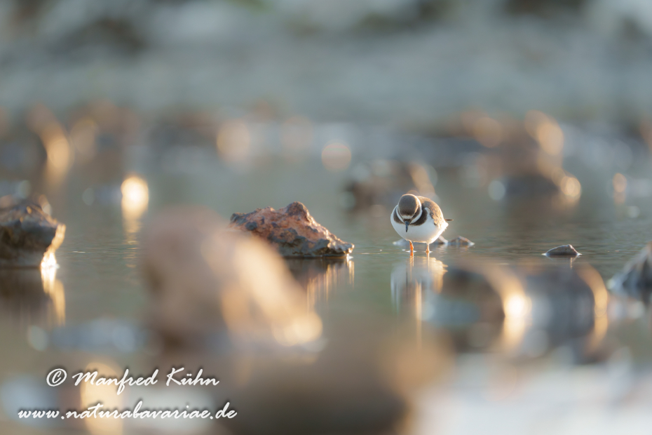 Sandregenpfeiffer ()_0063