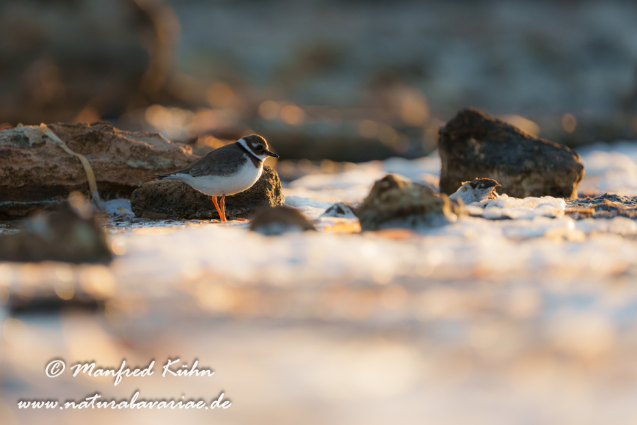 Sandregenpfeiffer ()_0064