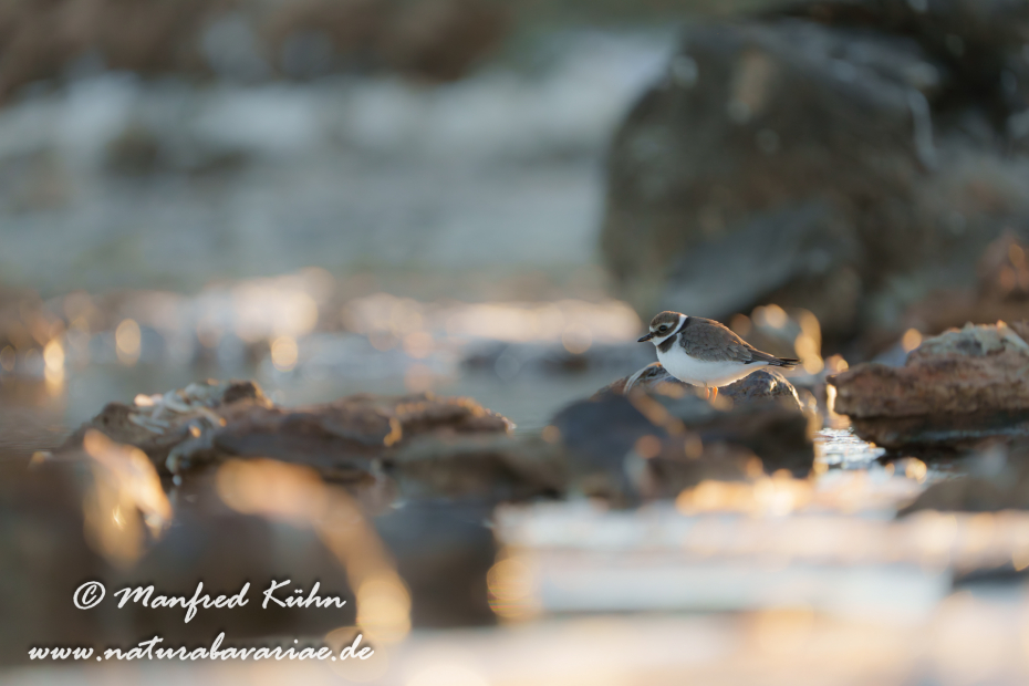 Sandregenpfeiffer ()_0065