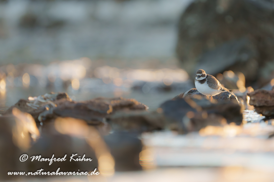 Sandregenpfeiffer ()_0068