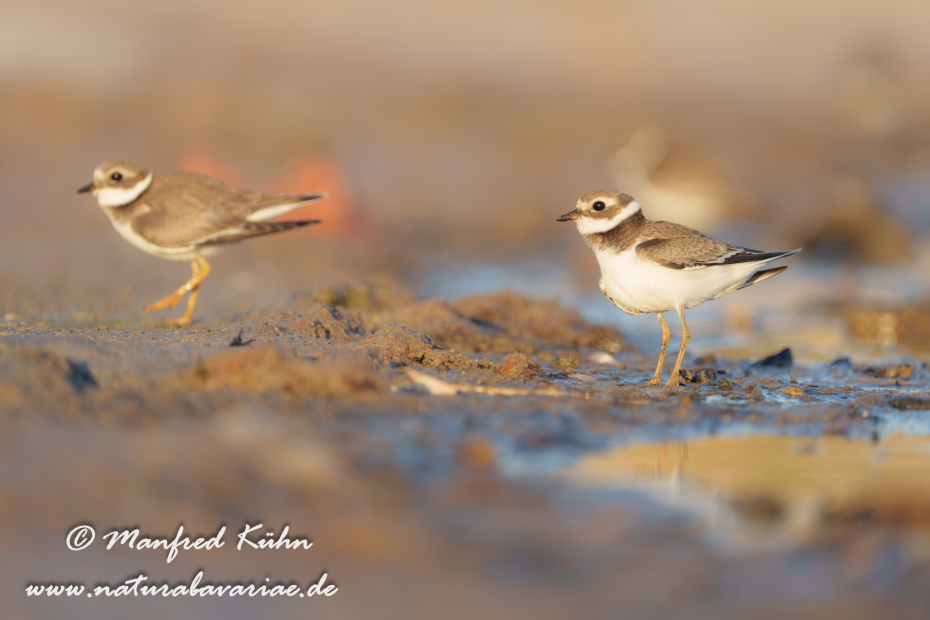 Sandregenpfeiffer ()_0071