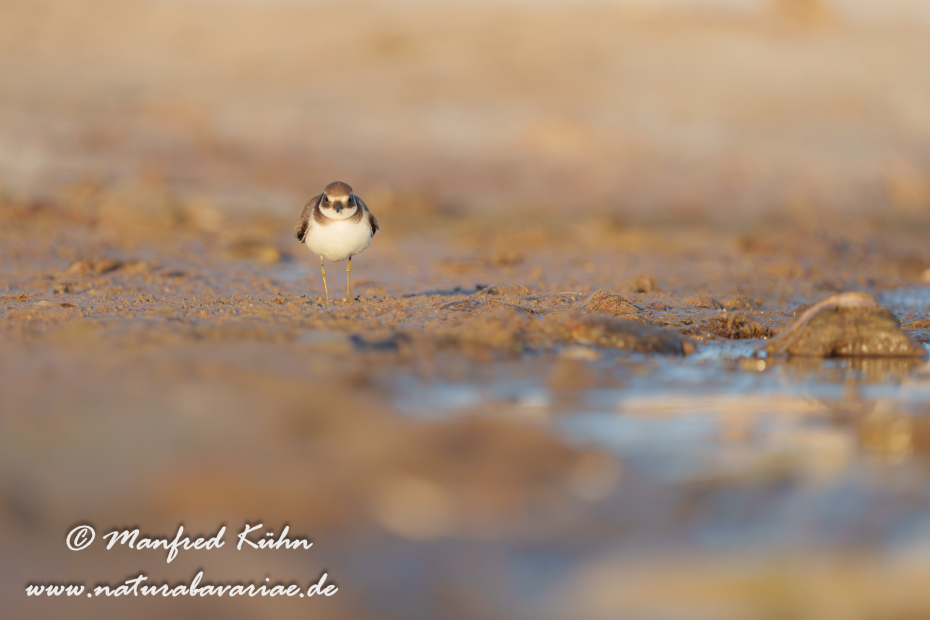 Sandregenpfeiffer ()_0075