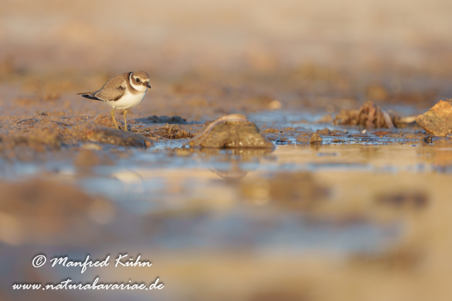 Sandregenpfeiffer ()_0076