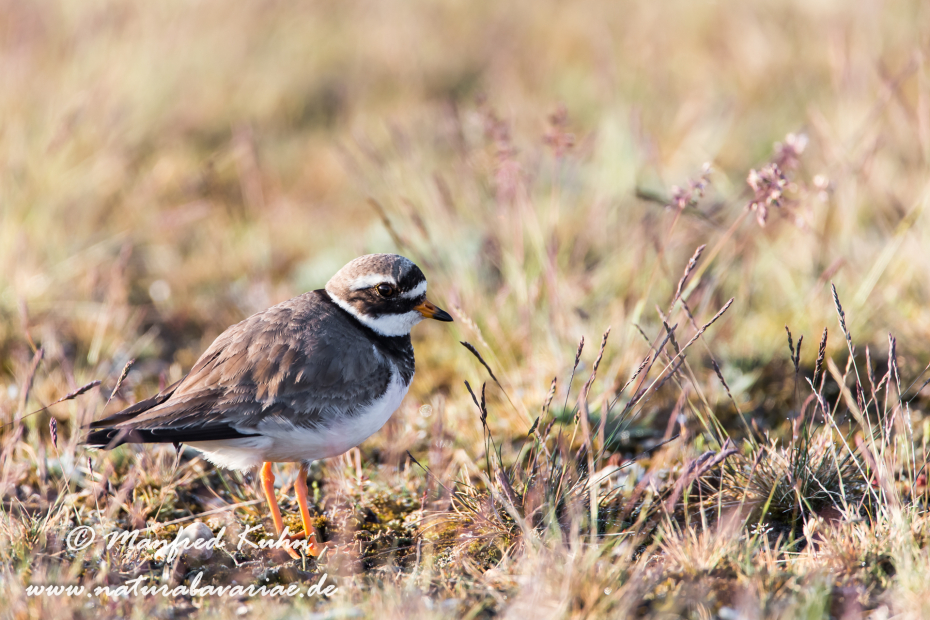 Sandregenpfeiffer ()_0003