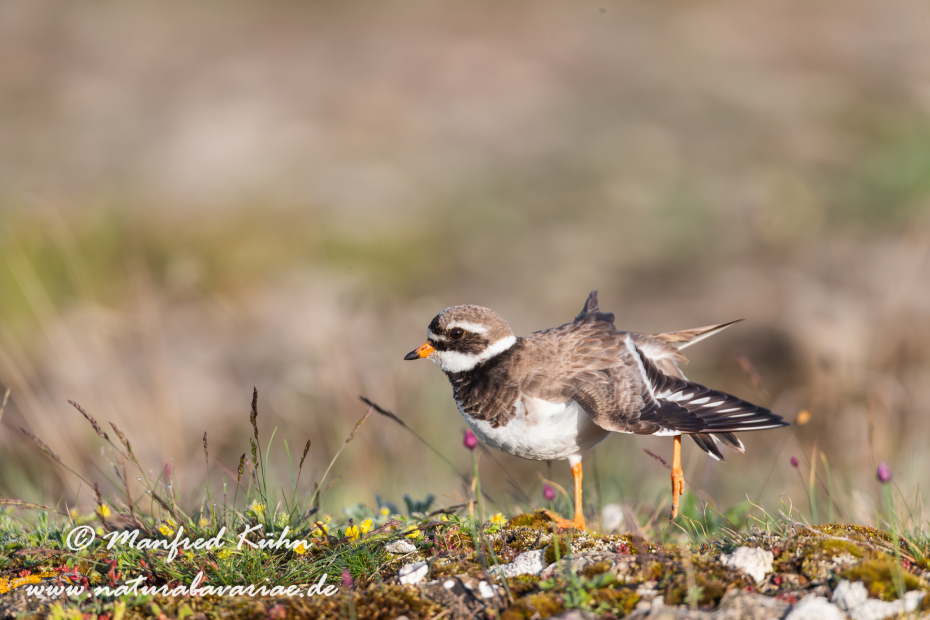 Sandregenpfeiffer ()_0007