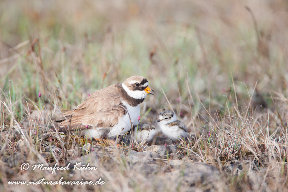 Sandregenpfeiffer ()_0008