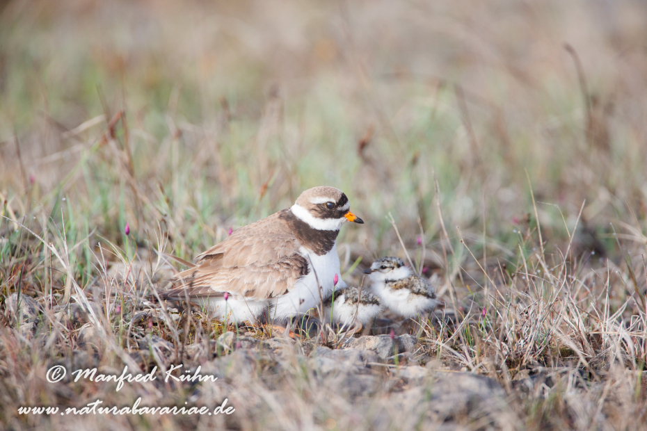 Sandregenpfeiffer ()_0010