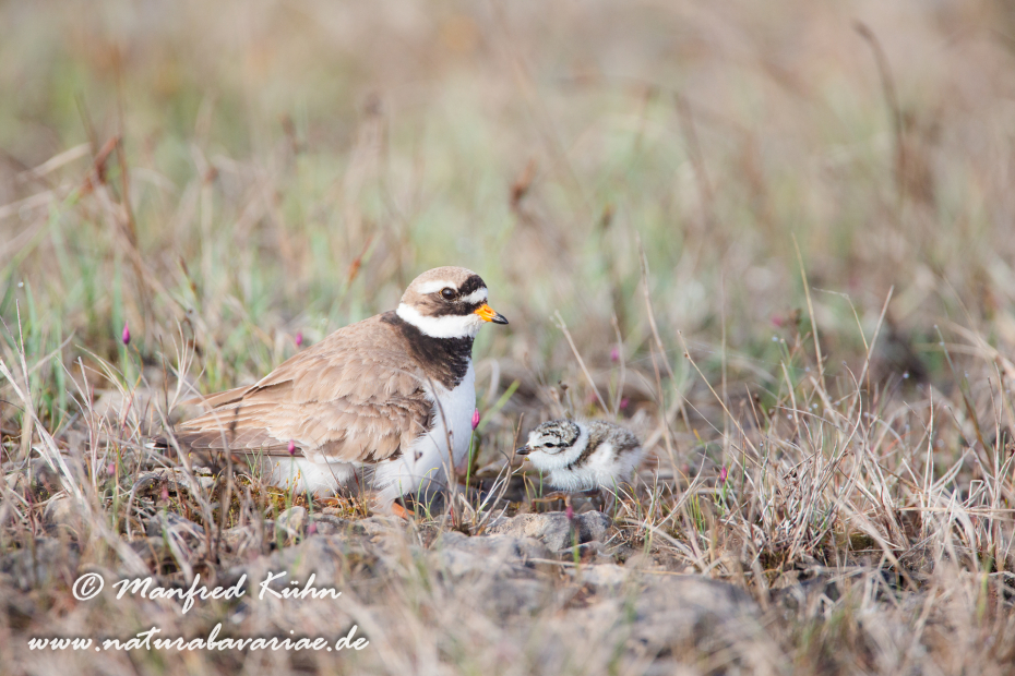 Sandregenpfeiffer ()_0011