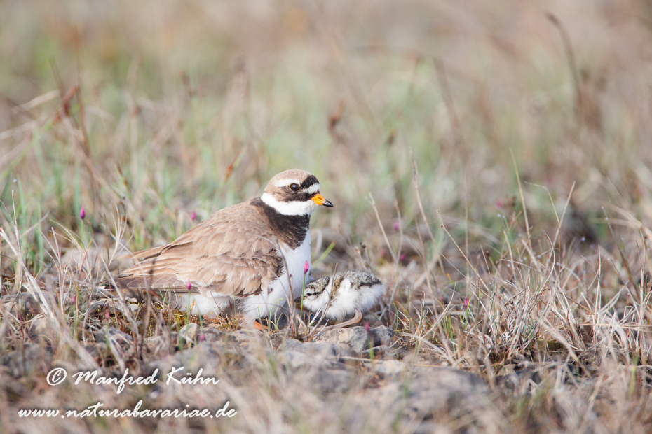 Sandregenpfeiffer ()_0012