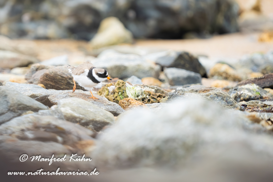 Sandregenpfeiffer ()_0014