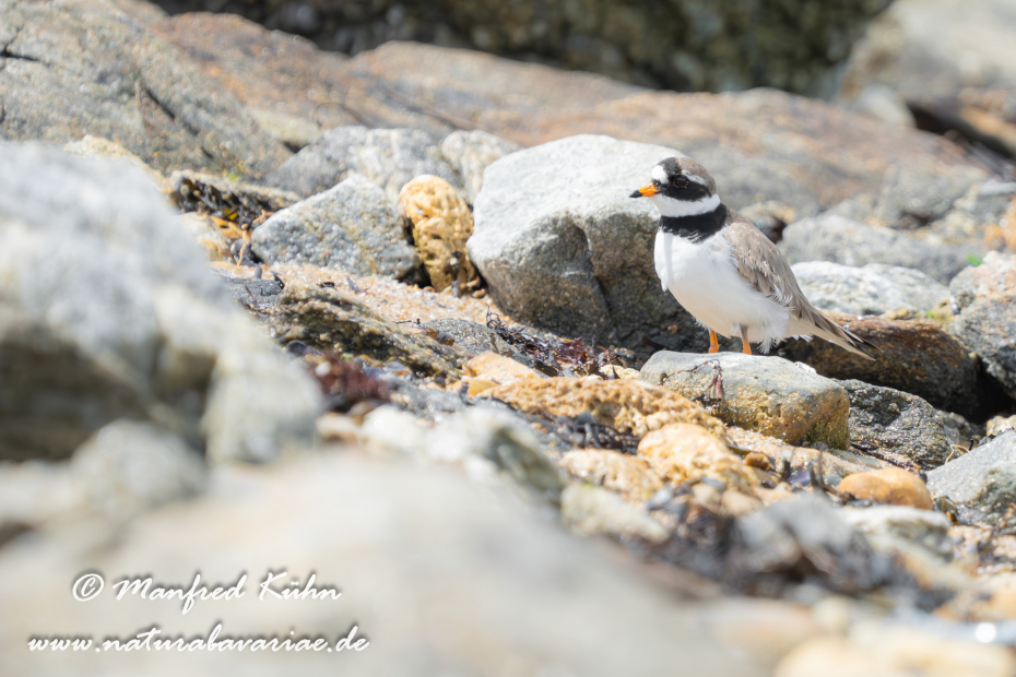 Sandregenpfeiffer ()_0020