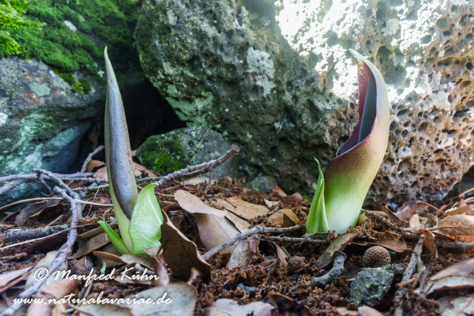 Aronstab (Bunter)_0003