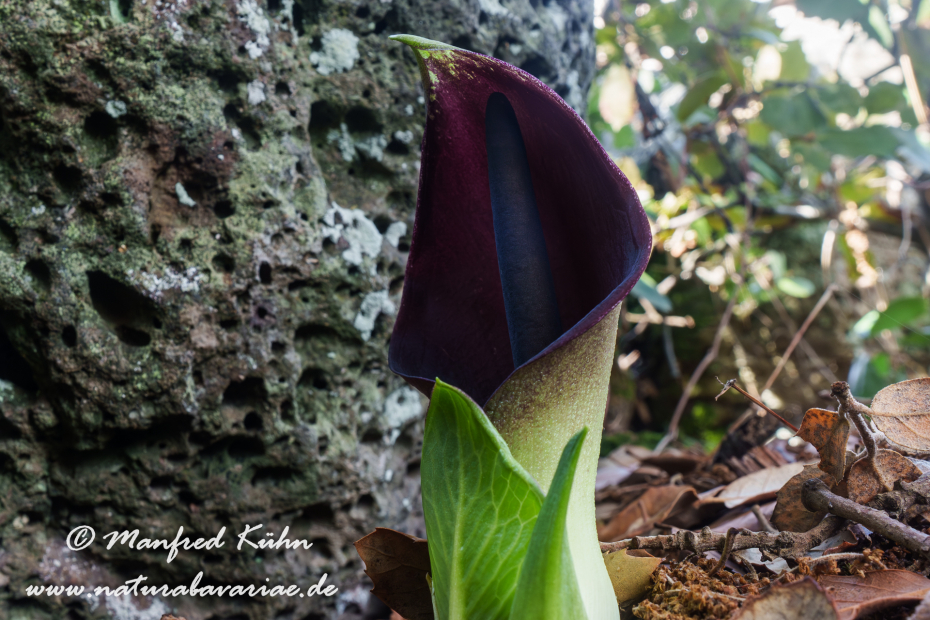 Aronstab (Bunter)_0008