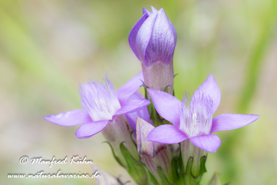 Enzian (Deutscher)_0009