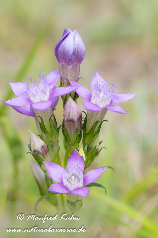 Enzian (Deutscher)_0012