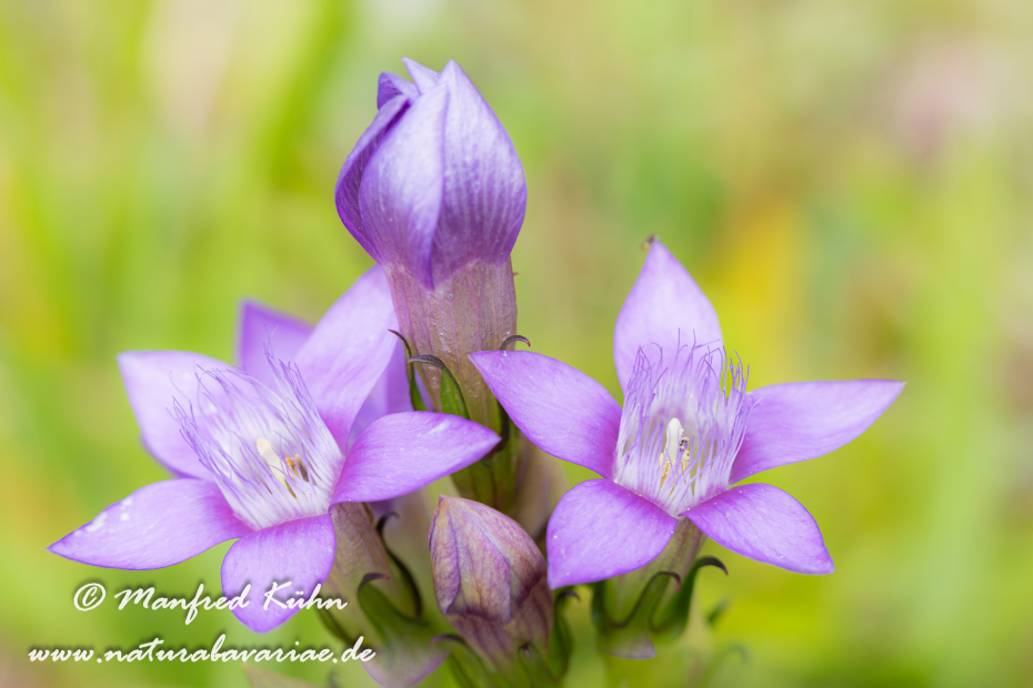 Enzian (Deutscher)_0016