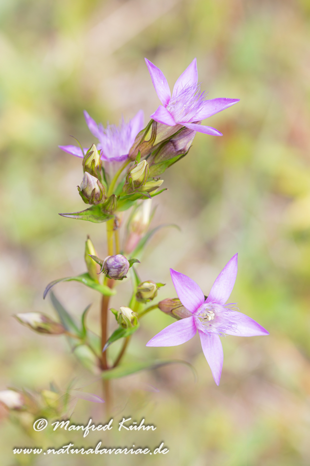 Enzian (Deutscher)_0018