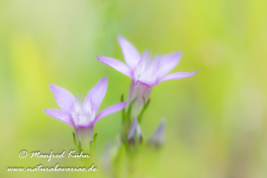 Enzian (Deutscher)_0029