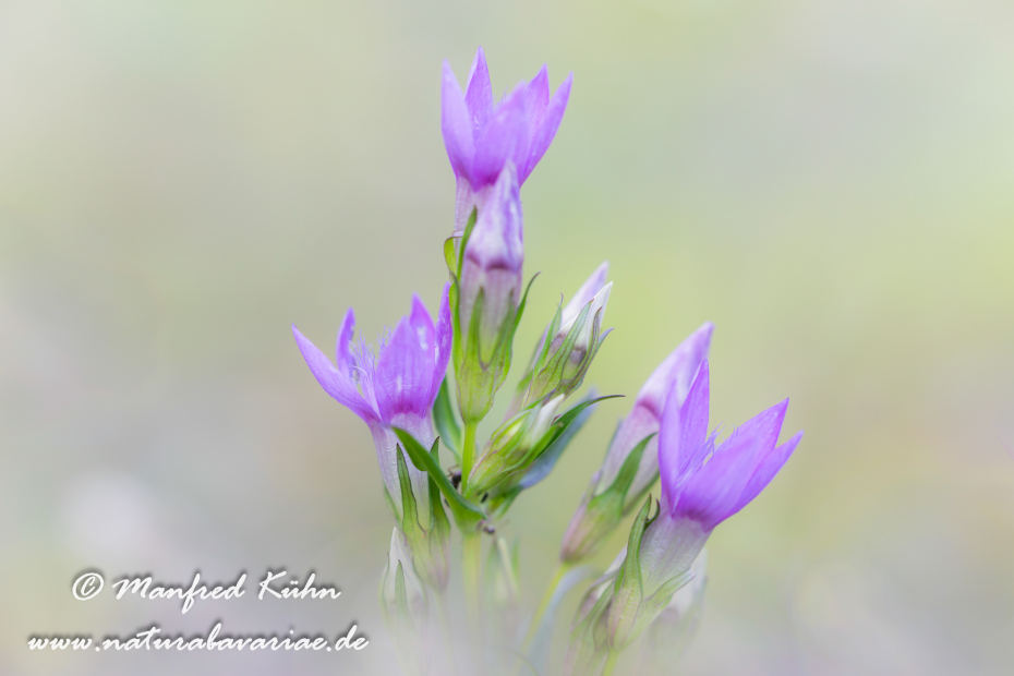 Enzian (Deutscher)_0031