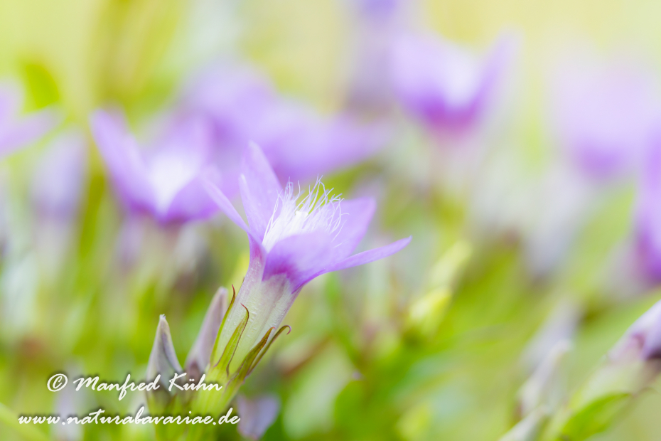 Enzian (Deutscher)_0036