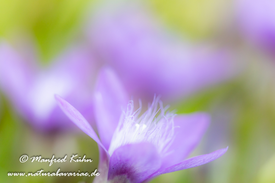 Enzian (Deutscher)_0038