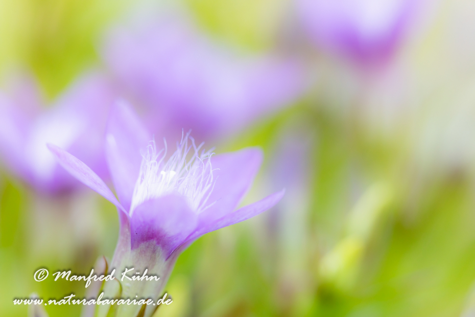 Enzian (Deutscher)_0039