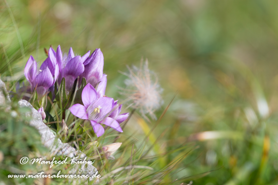 Enzian (Deutscher)_0054