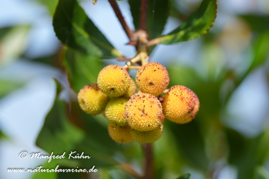 Erdbeerbaum (Westlicher)_0029