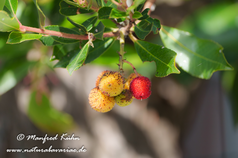Erdbeerbaum (Westlicher)_0031