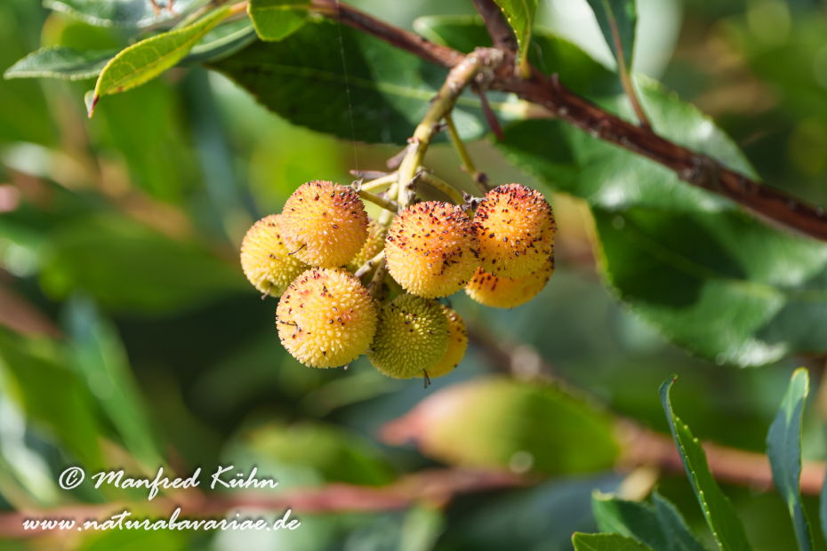 Erdbeerbaum (Westlicher)_0034