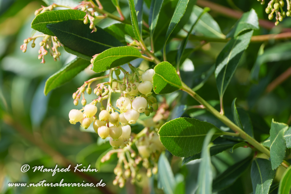 Erdbeerbaum (Westlicher)_0035