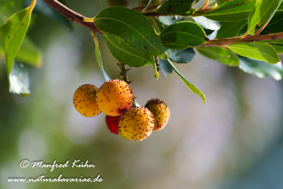 Erdbeerbaum (Westlicher)_0039