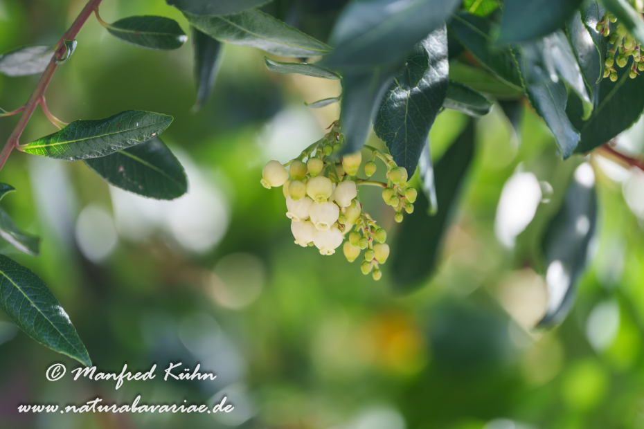 Erdbeerbaum (Westlicher)_0040